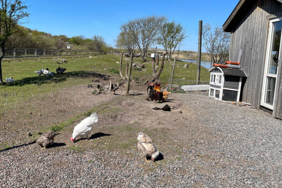 Hönsen i Rördammen på Öckerö