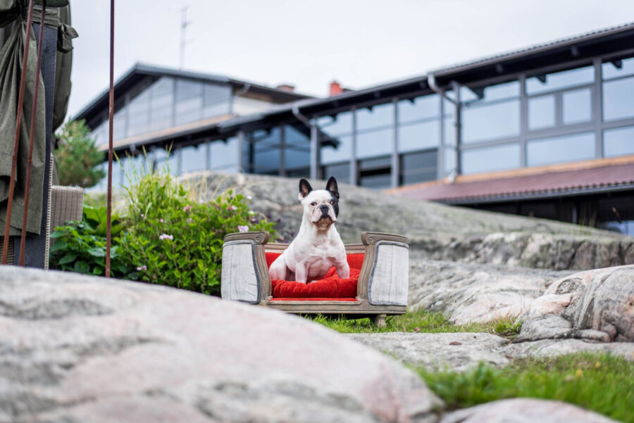 TA MED HUNDEN PÅ HOTELL