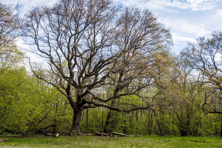 Mäktiga träd i Rya Skog