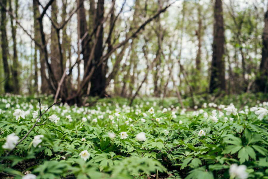 vitsippor i Rya Skog